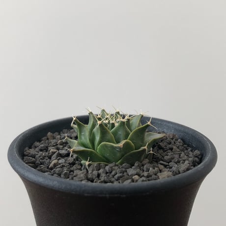 Obregonia Denegrii