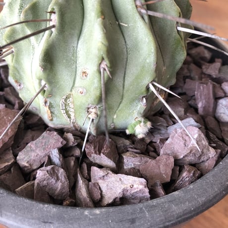 Copiapoa cinerea v. dealbata