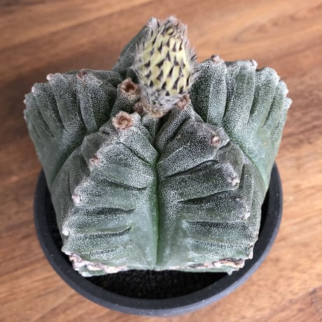 Astrophytum myriostigma