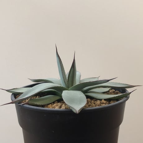 Agave Blue Ember