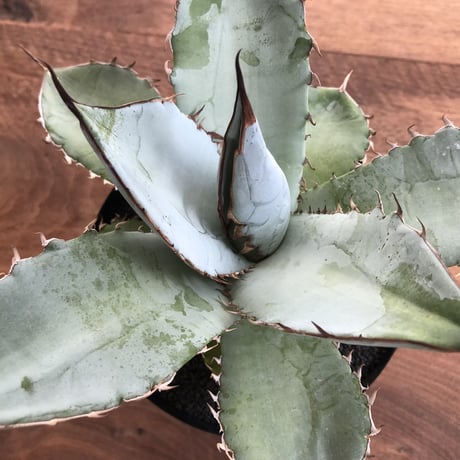 Agave Titanota White Ice