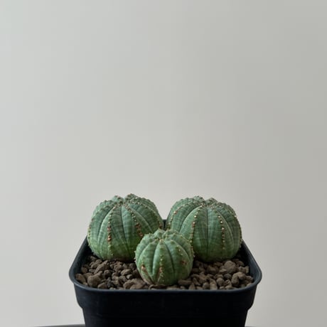 Euphorbia Obesa