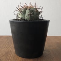 Echinocactus Horizonthalonius