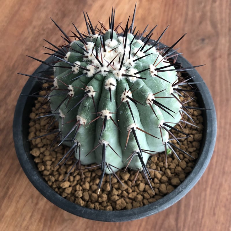 黑王丸Copiapoa cinerea強棘 Copiapoa cinerea | EL Damian