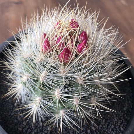 Neoporteria nidus