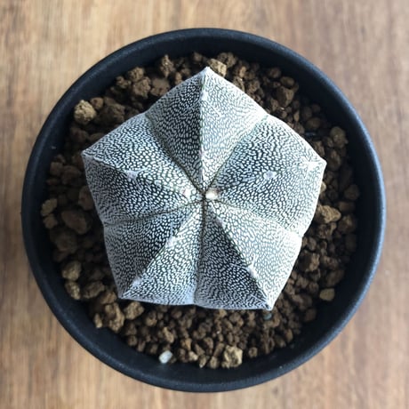 Astrophytum myriostigma