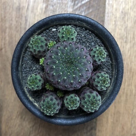 Sulcorebutia rauschii