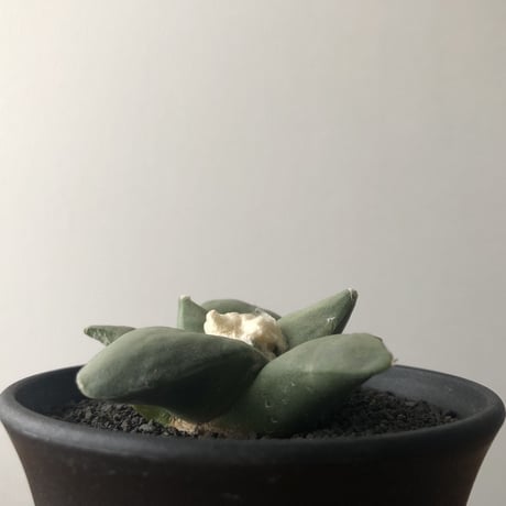 Ariocarpus furfuraceus