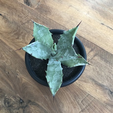 Agave Colorata
