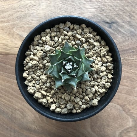 Obregonia denegrii