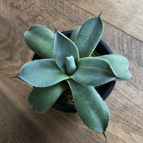 Agave Parryi