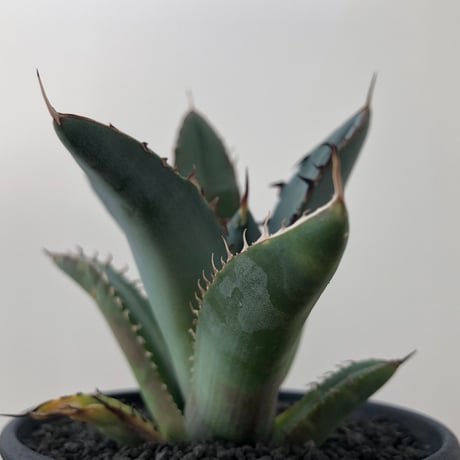 Agave Titanota Black Spin