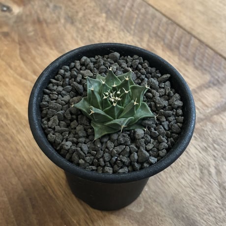 Obregonia Denegrii