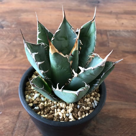 Agave titanota