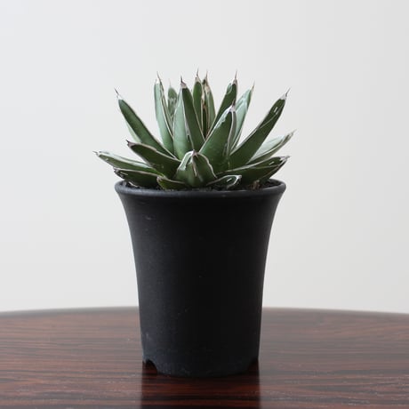 Agave Victoriae Reginae