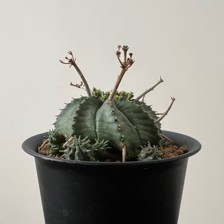 Euphorbia Valida