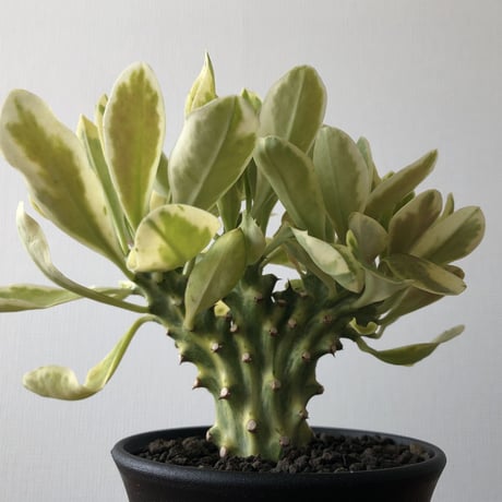 Euphorbia neriifolia cristata variegata