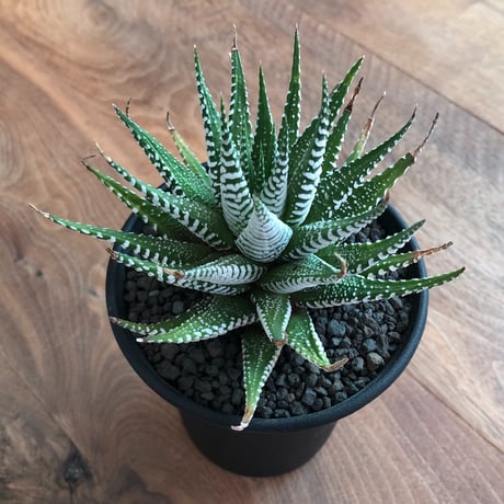 Haworthia Fasciata Wide Band