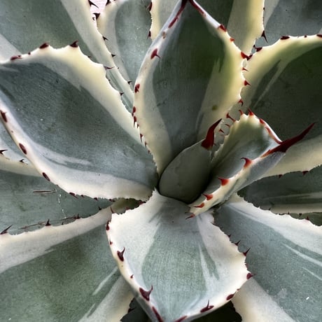 Agave Potatorum kishokan