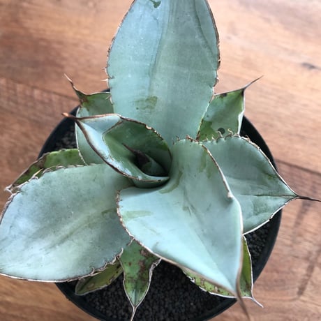 Agave White Ice