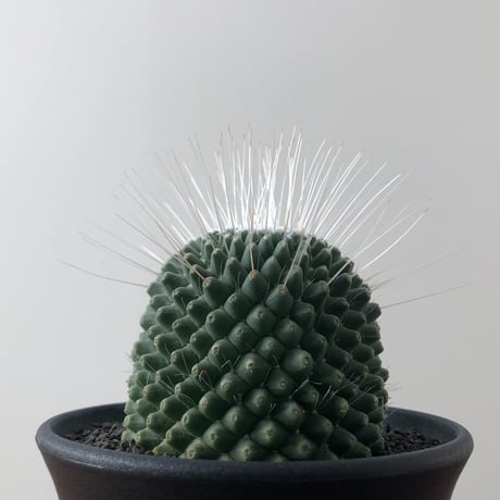 Mammillaria spinosissima PICO