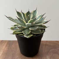 Agave Potatorum kishokan