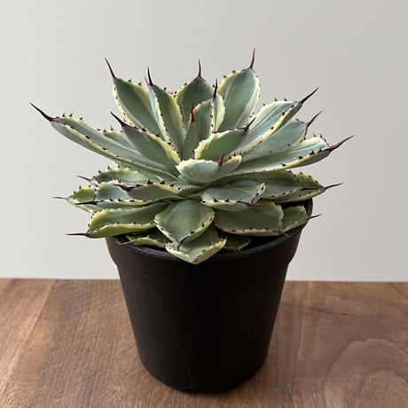 Agave Potatorum kishokan