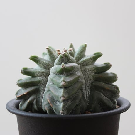 Astrophytum Myriostigma