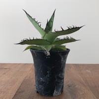 Agave   Titanota  Azul