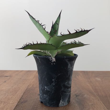 Agave   Titanota  Azul