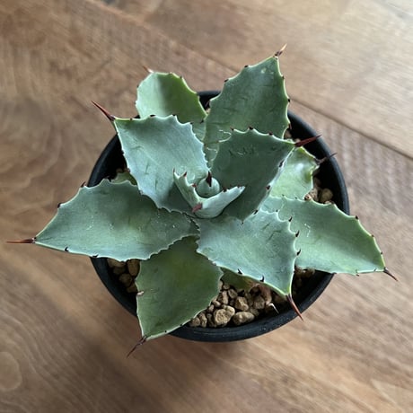 Agave Isthmensis