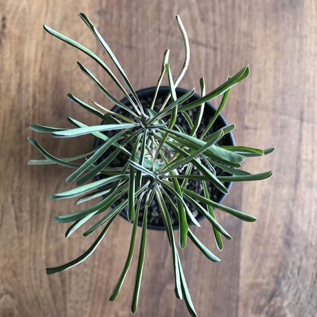 Euphorbia clandestina