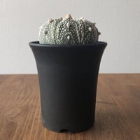 Astrophytum asterias