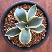 Agave applanata    cream spike