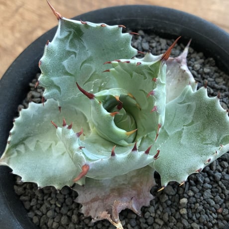 Agave Isthmensis