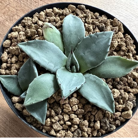 Agave MERIKO