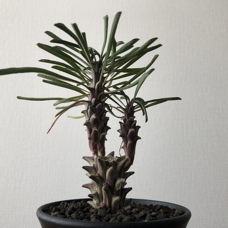 Euphorbia clandestina