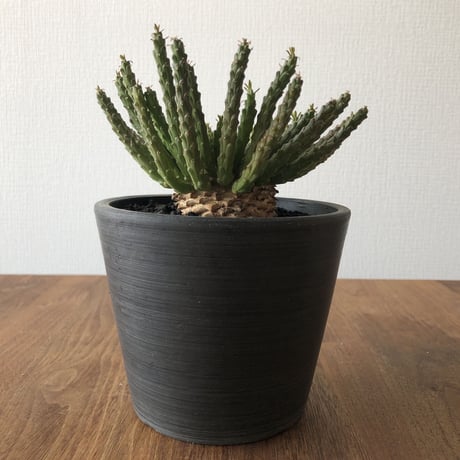 Euphorbia flanaganii
