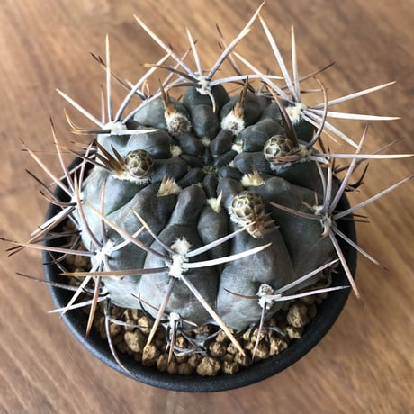 G. gibbosum var. nigrum