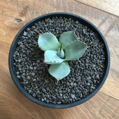 Agave Parryi Truncata