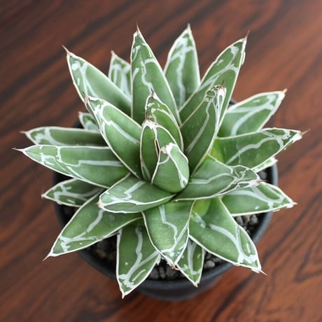 Agave Victoriae Reginae
