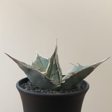 Agave Titanota White Ice