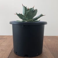 Agave Isthmensis