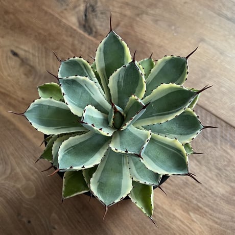Agave Potatorum kishokan