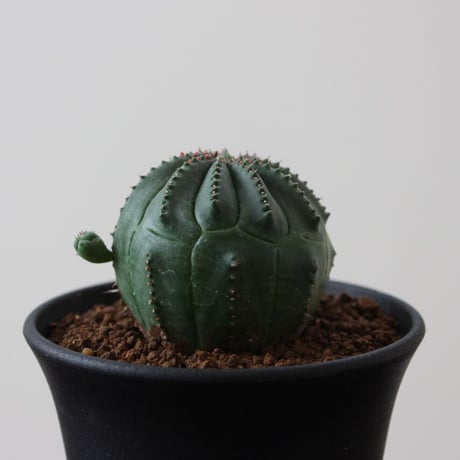 Euphorbia Obesa