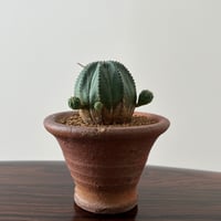 Euphorbia obesa