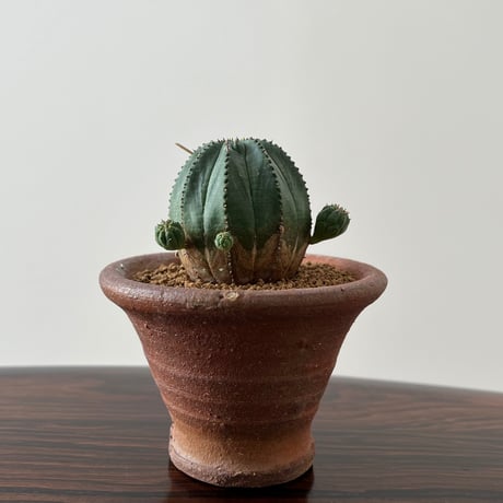 Euphorbia obesa