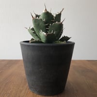 Agave  titanota FO-076