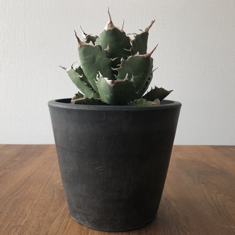 Agave  titanota FO-076