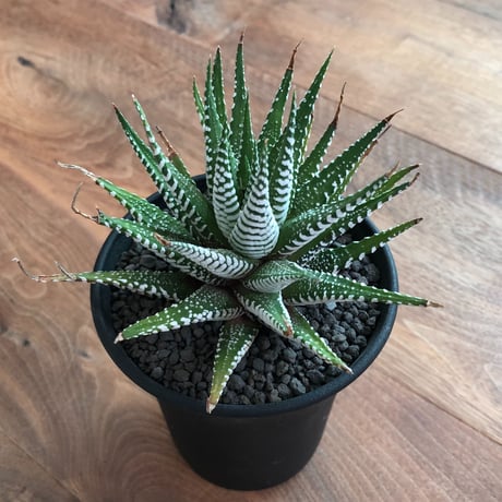 Haworthia Fasciata Wide Band